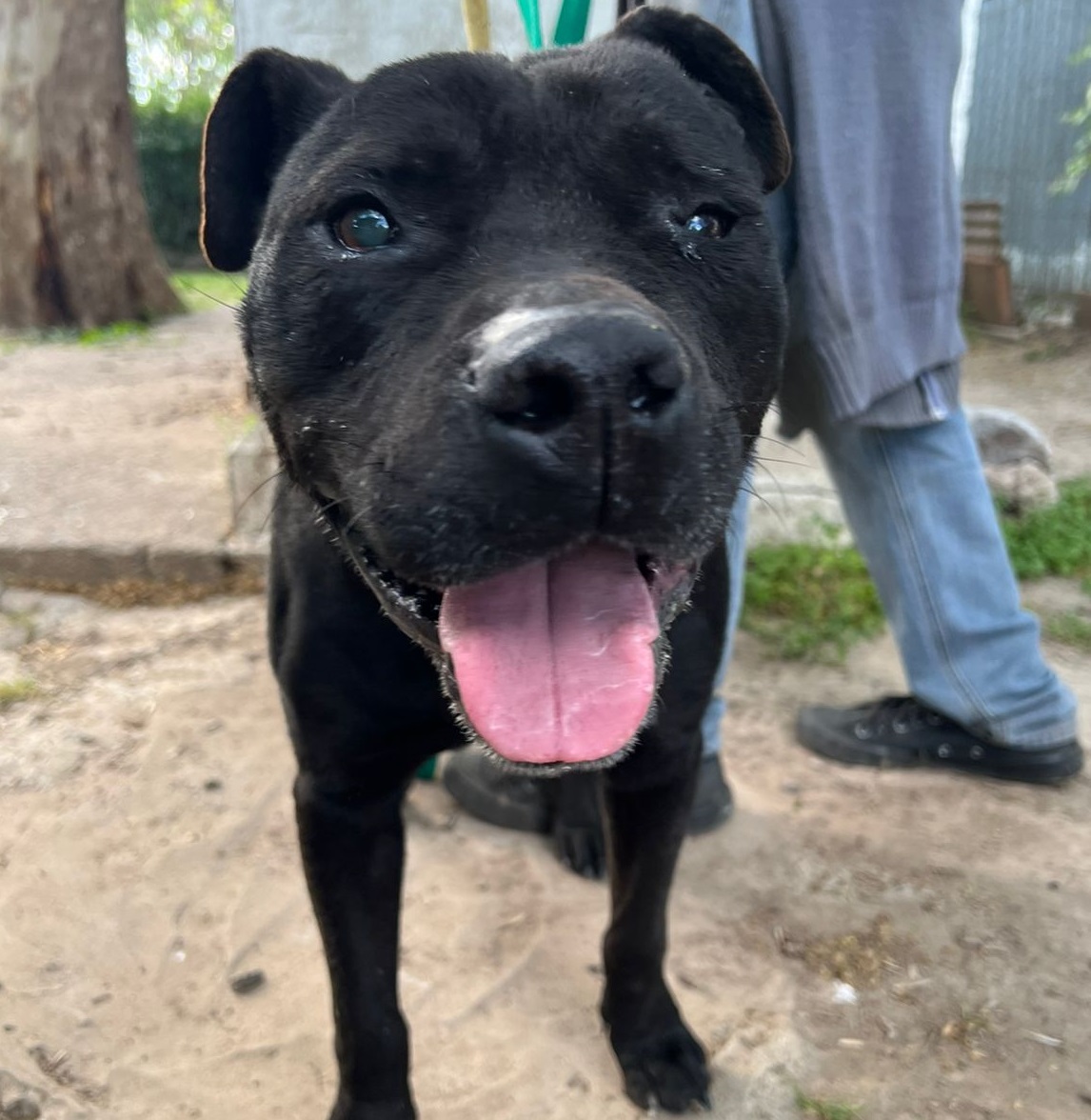 Mascota en adopción