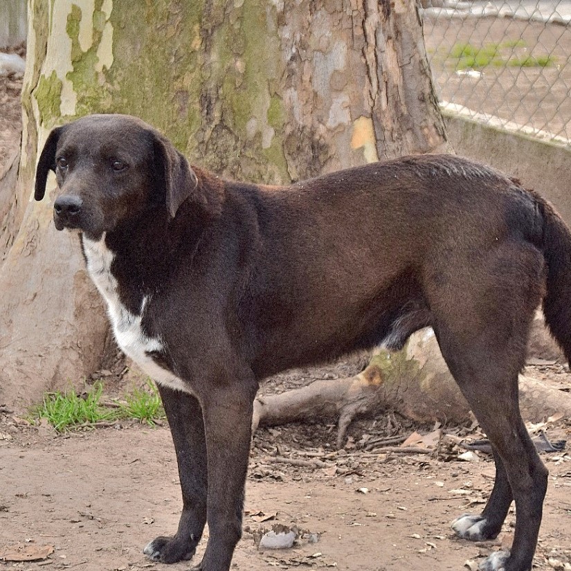 Mascota en adopción