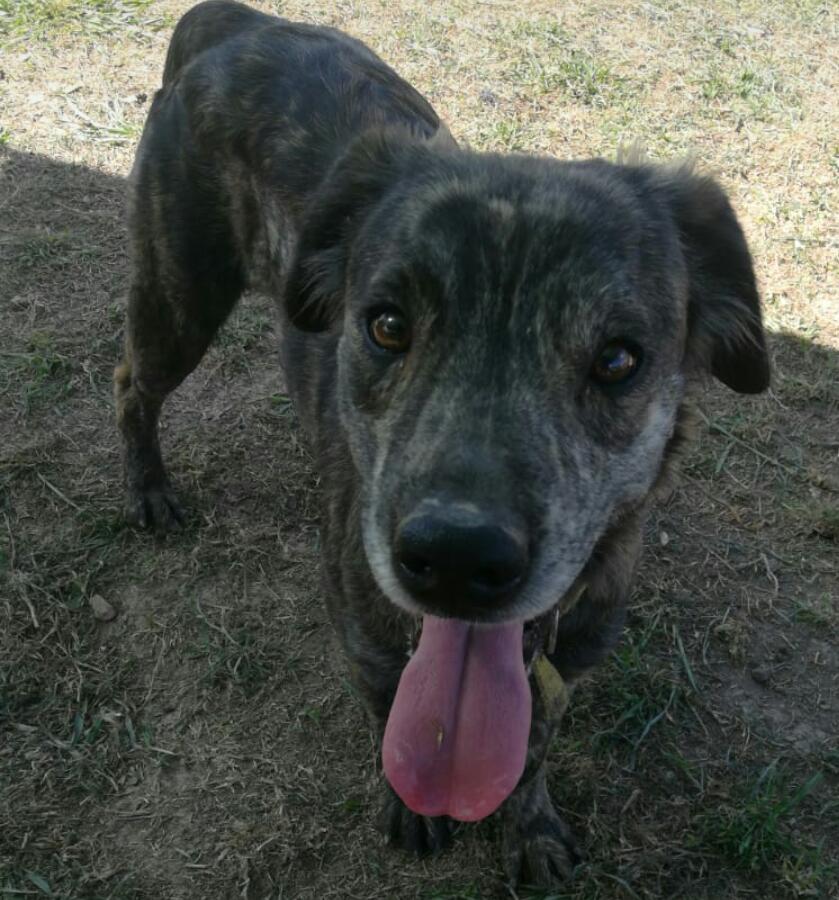 Mascota en adopción