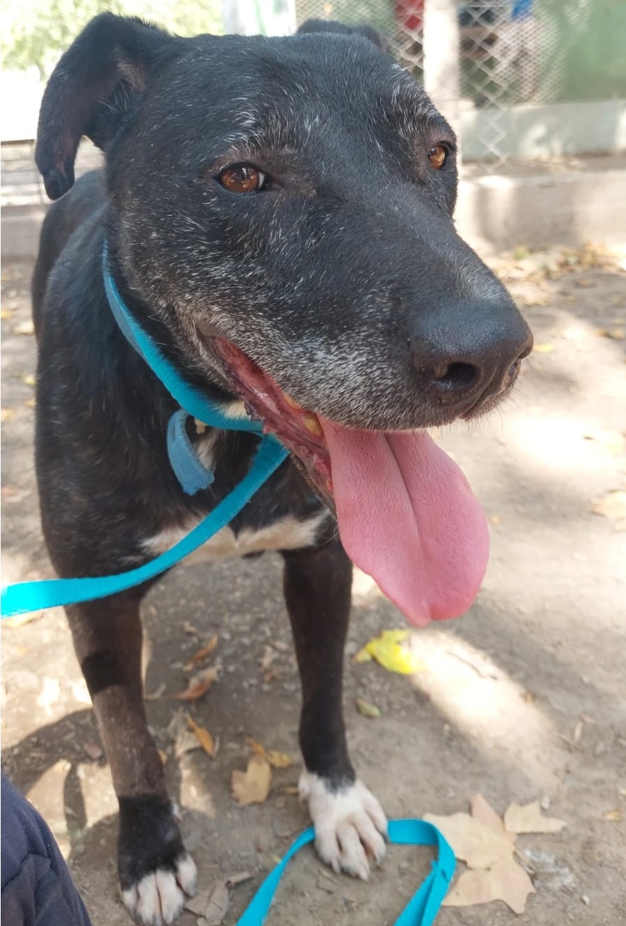 Mascota en adopción