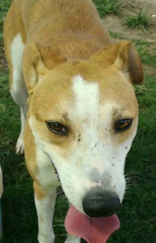 Mascota en adopción