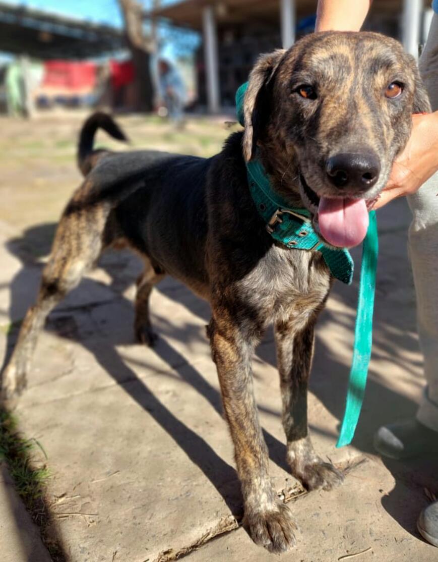 Mascota en adopción