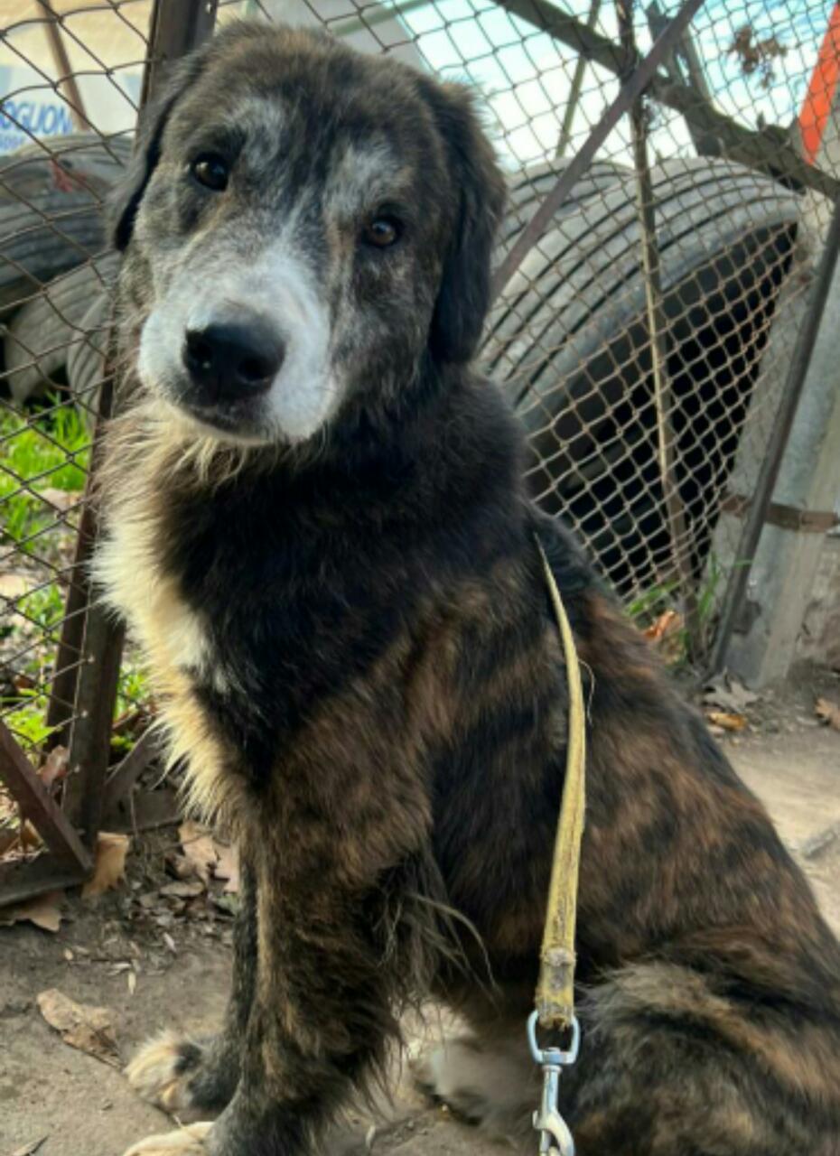 Mascota en adopción