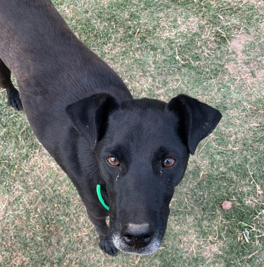 Mascota en adopción
