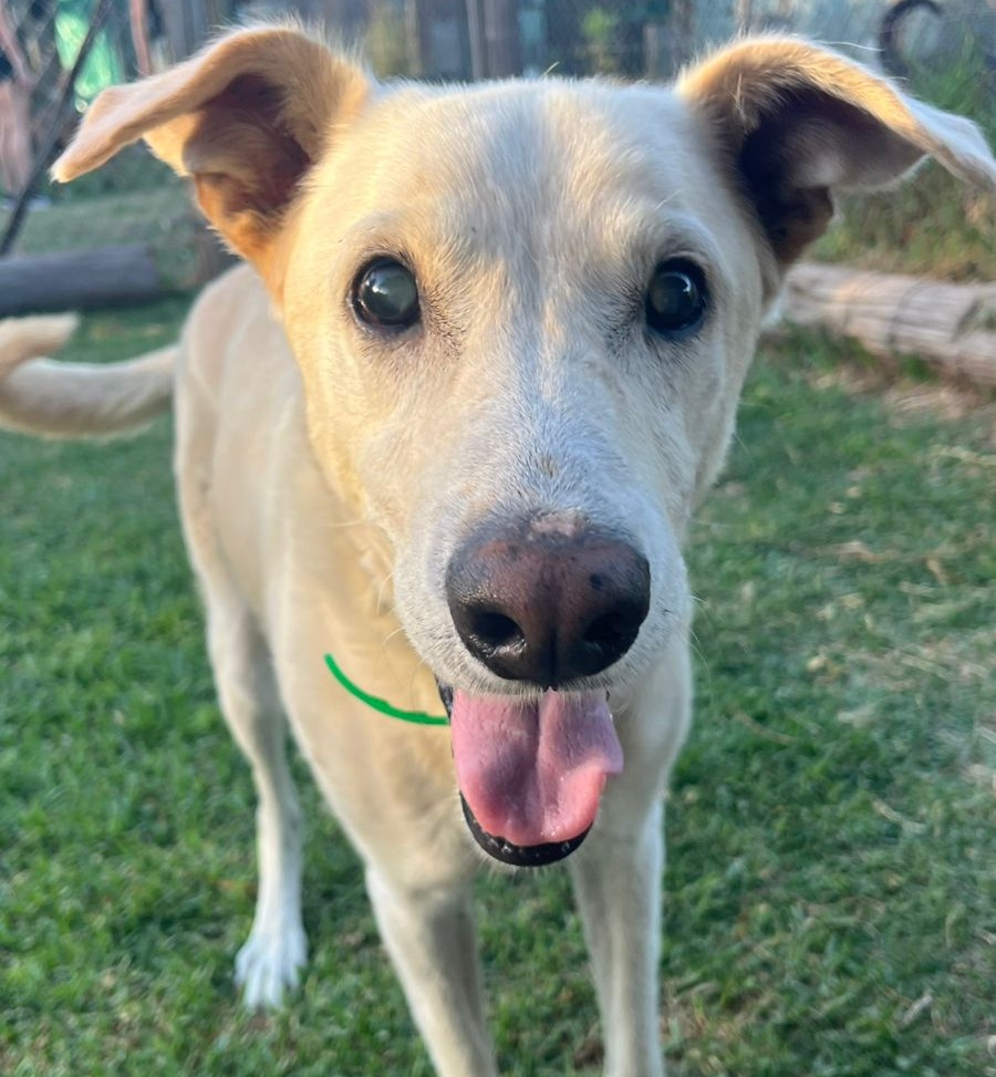 Mascota en adopción