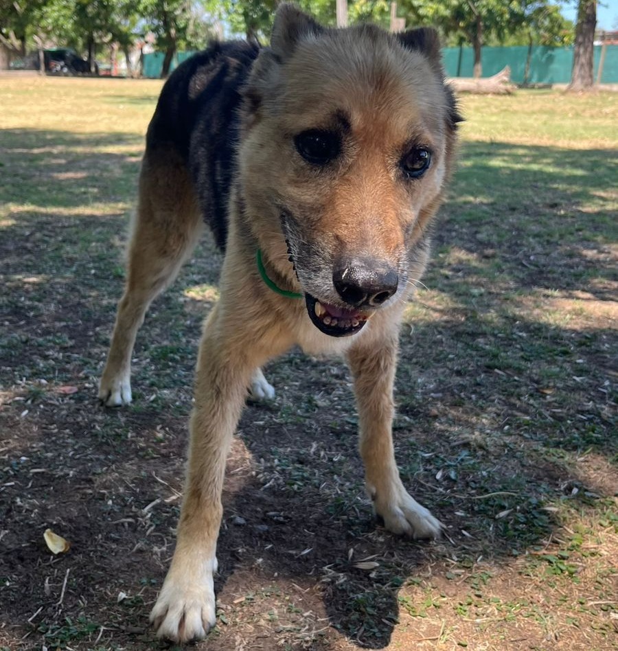 Mascota en adopción