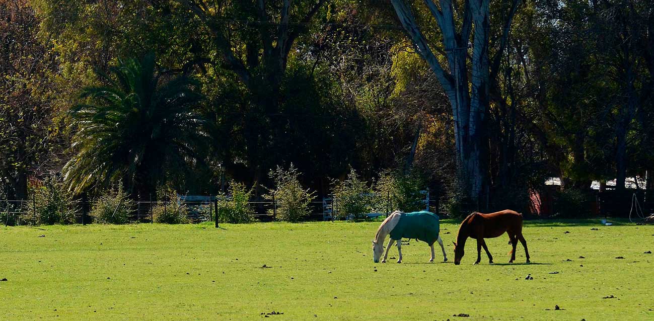 caballos pastando en el campo